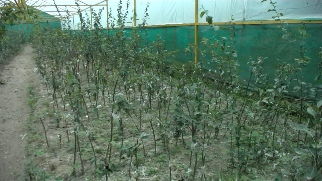 The color of indigenous apple will be seen in Chaubatia's litigants