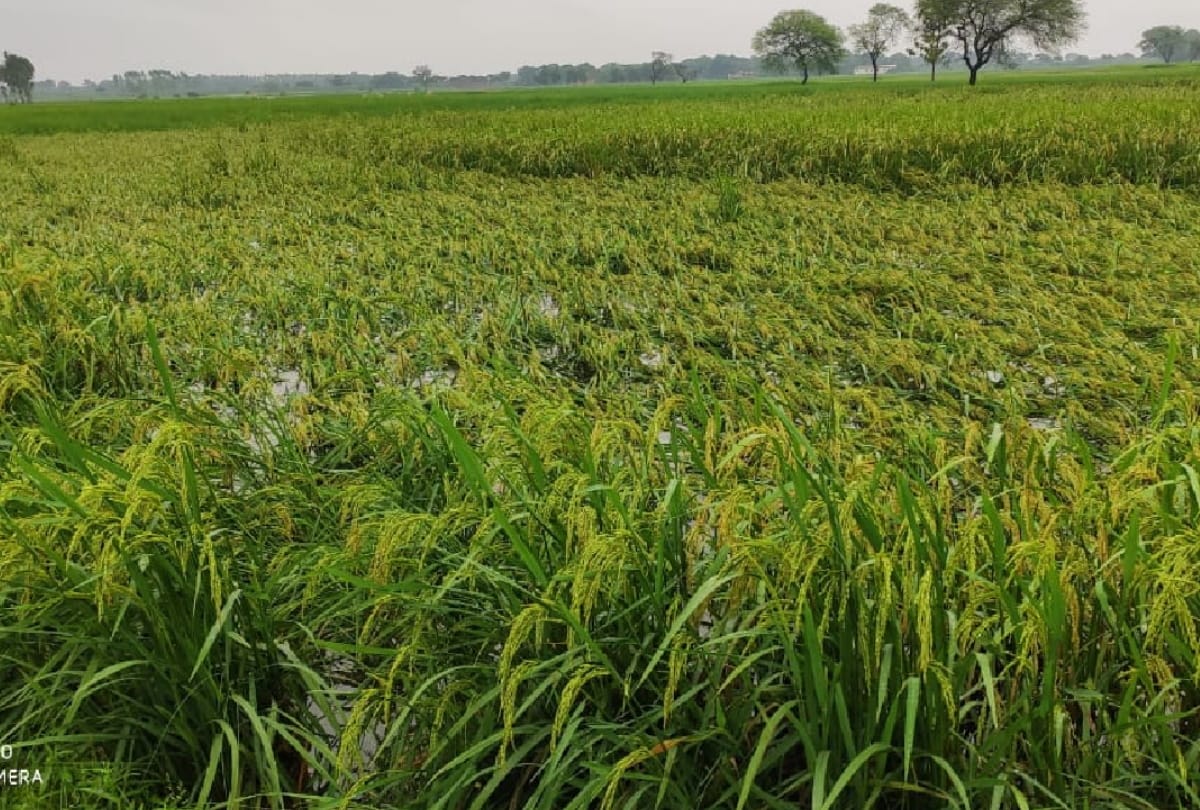 UP cabinet decision: Approval of cash credit limit of 3000 crores for paddy purchase