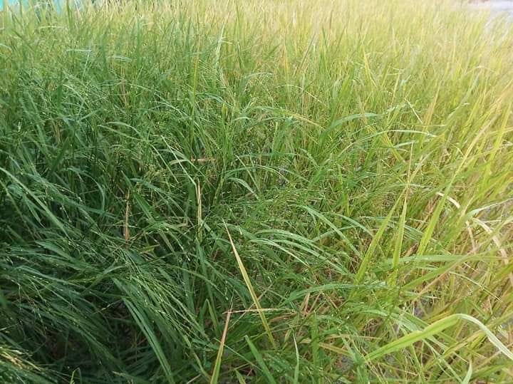 agriculture