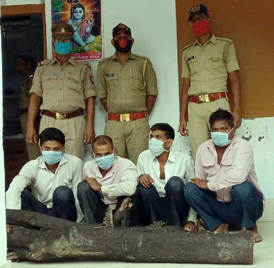 sandal wood caught