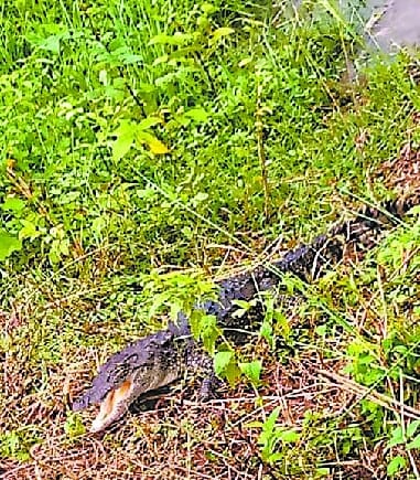 Crocodile reached the fields in the village of Nawabganj, coming out of the riverCrocodile reached the fields in the village of Nawabganj, coming out of the river