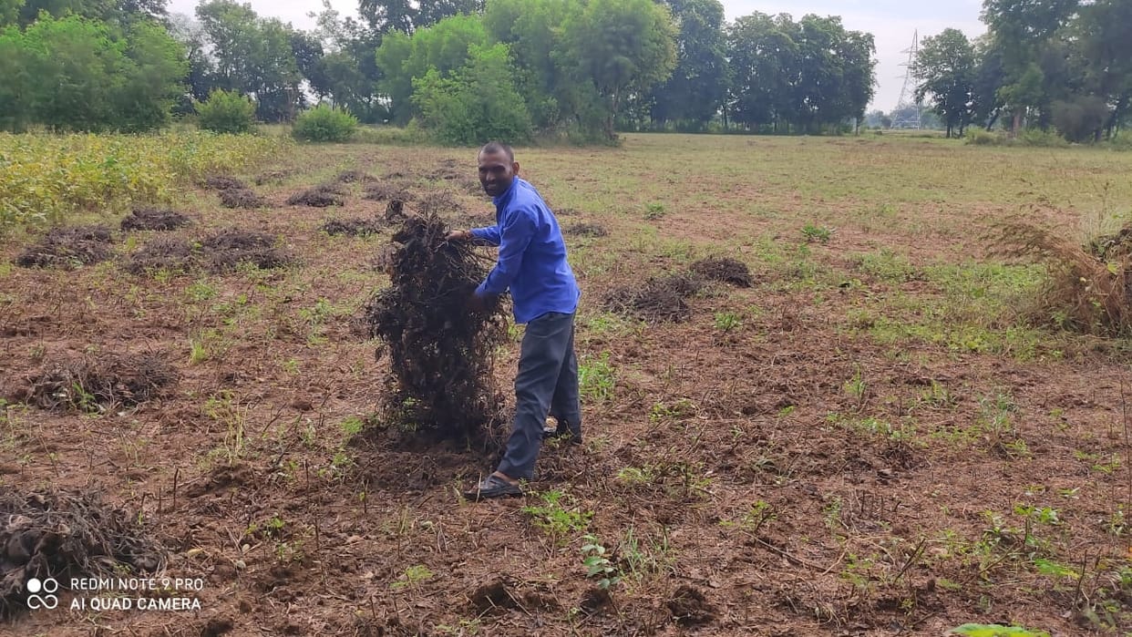 soybeen urad crop damage by rain
