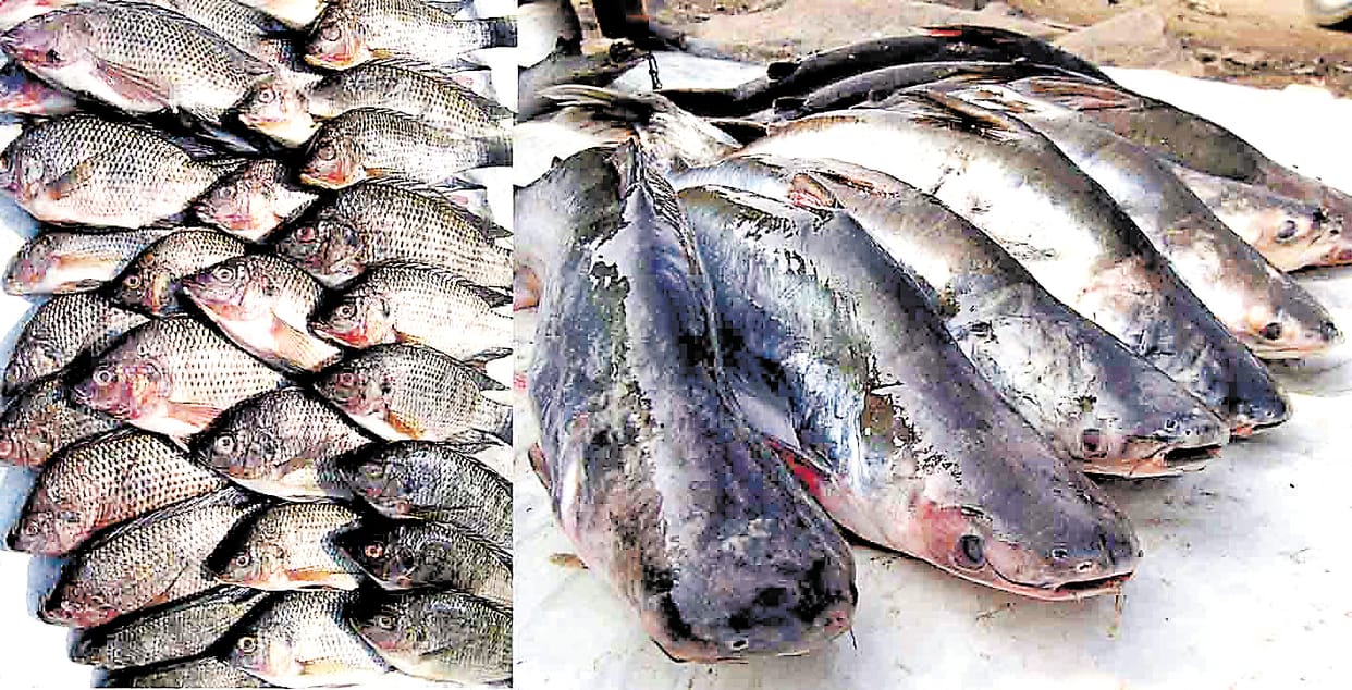 pond select of fisheries