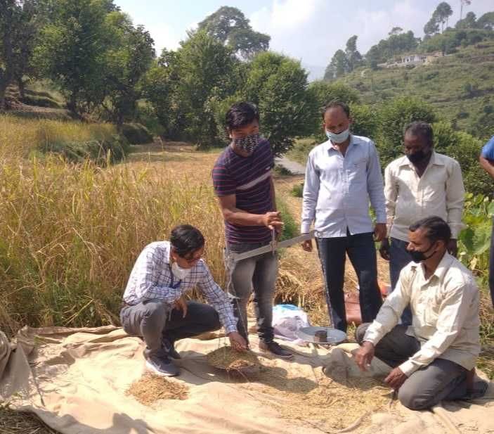 Paddy crop cut in Lafada