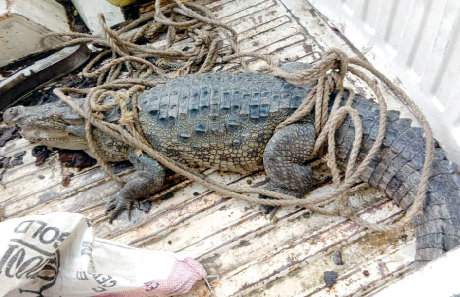 crocodile found in shop
