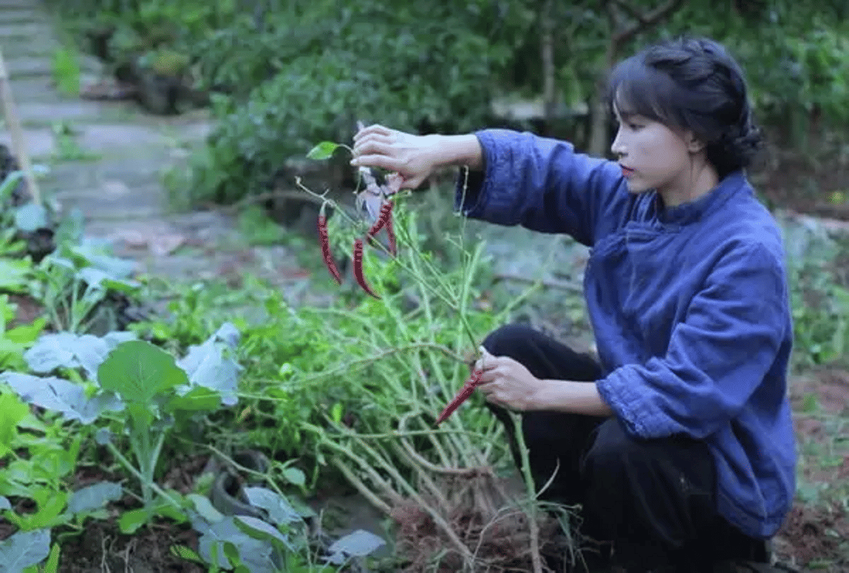 li ziqi food blogger has gained recognition from Chinese recipe, earning in crores