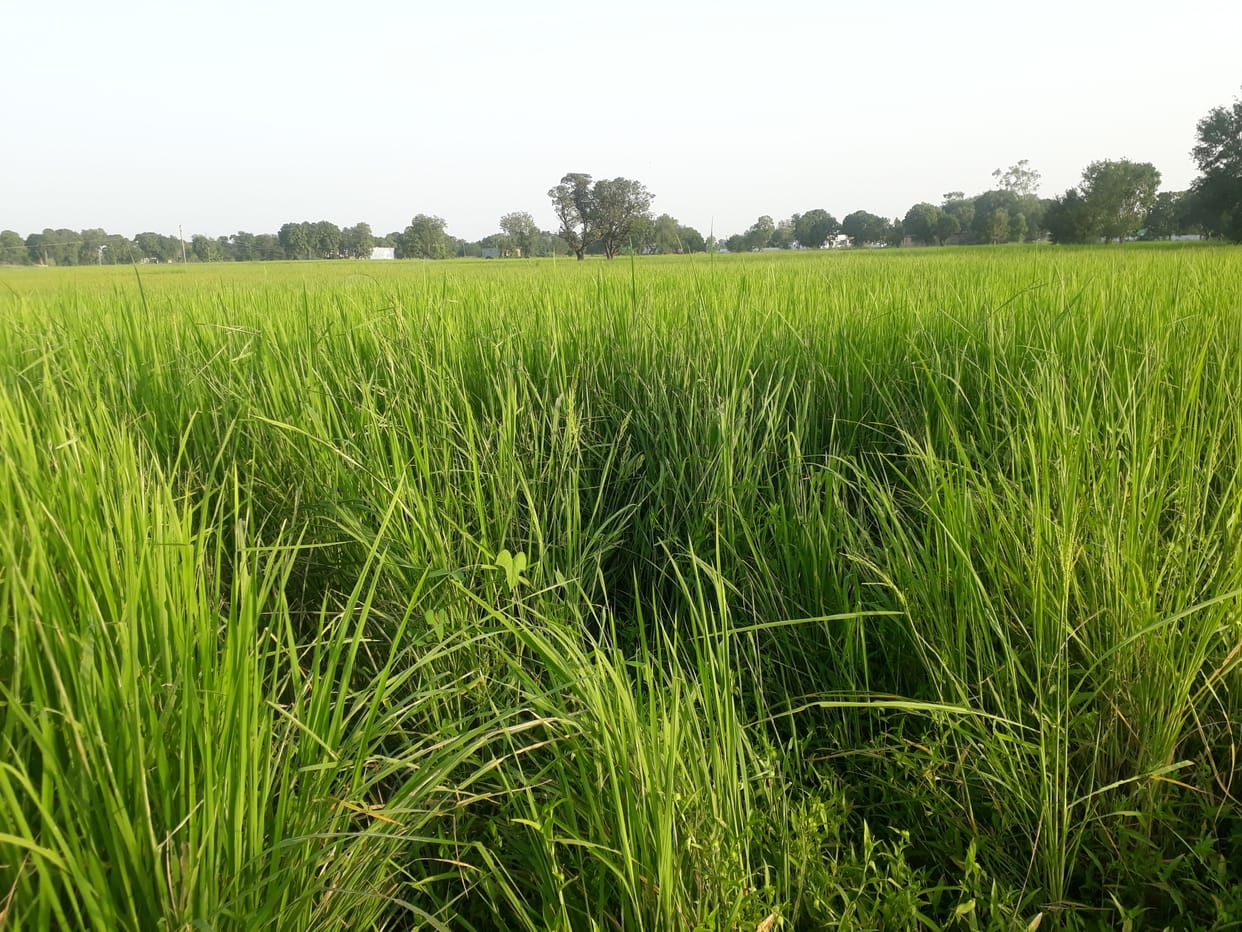 agriculture