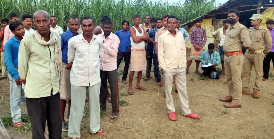 tiger killed goats