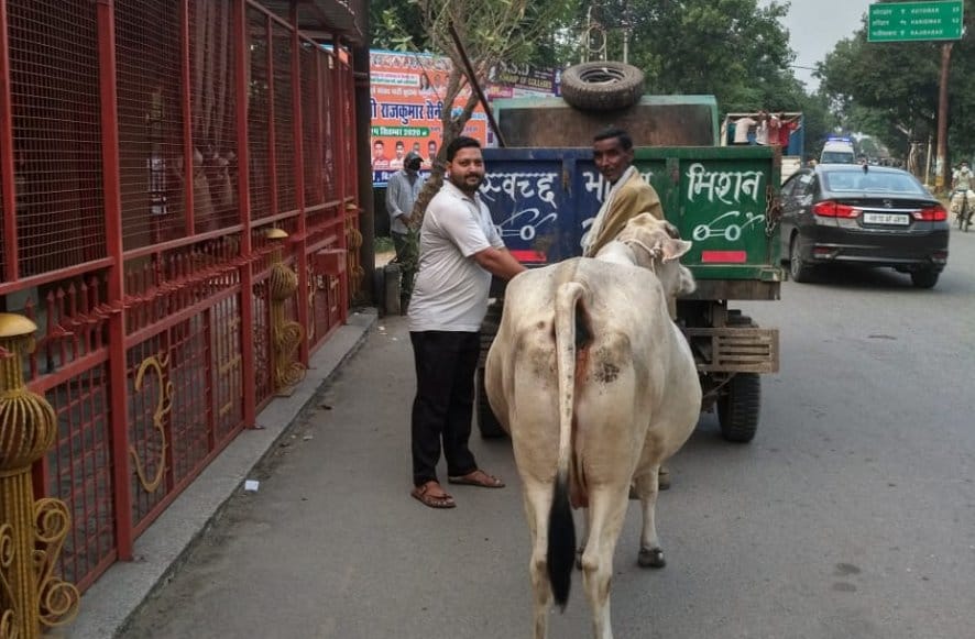 Campaign to catch stray cattle