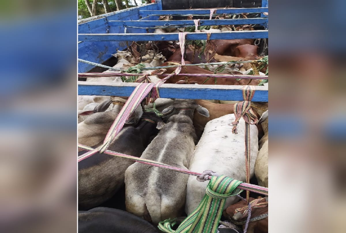 Police caught truck full of animals and two smugglers arrested in Deoria