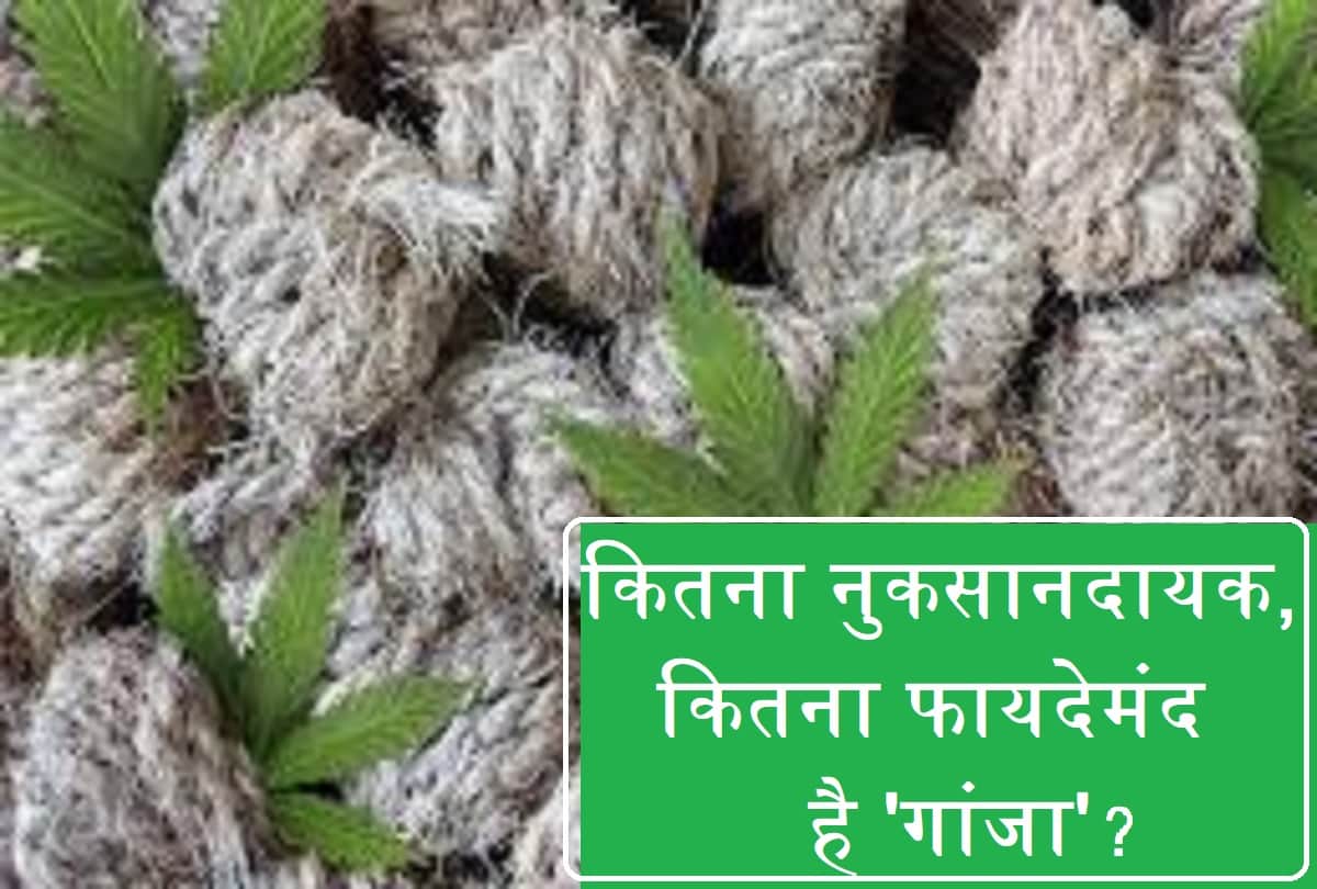 Hemp effects on brain and human body, How much harmful hemp for health, hemp is useful in cancer, mental disorders treatment amid drug connection