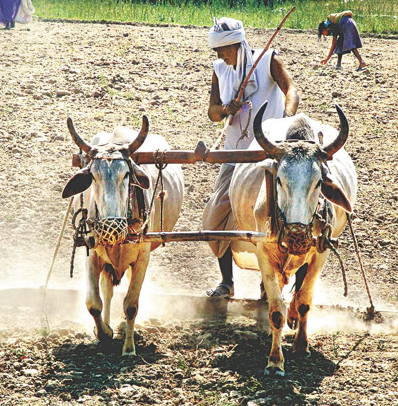 nice type of crop making in hardoi