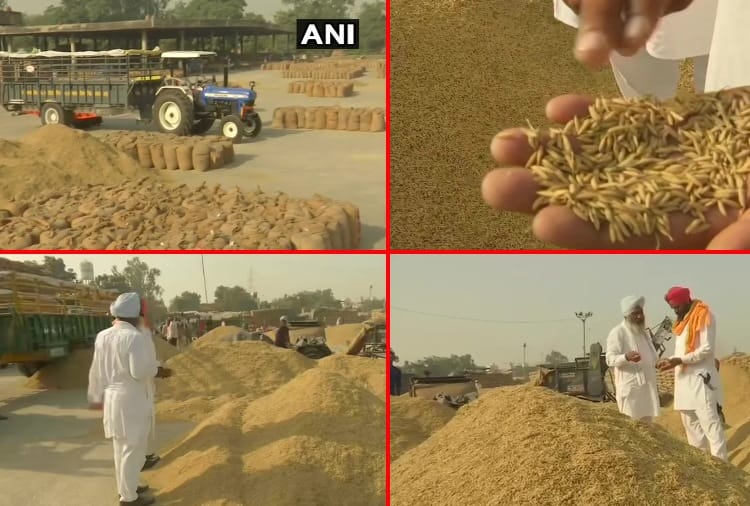Paddy will be purchased in Punjab from today till 30 November