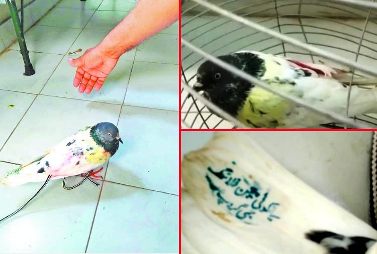 Pathankot police caught Pakistani pigeon