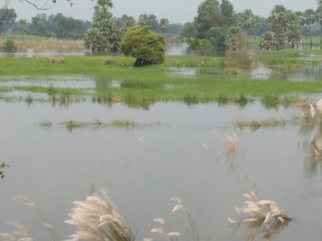 Udanti breaks the back of farmers, hundreds of bigha crop submerged