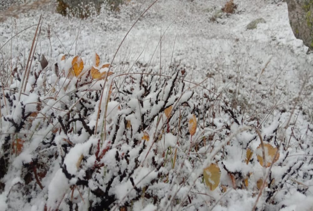 Uttarakhand Weather Forecast Today: Season First Snowfall Beautiful Photos