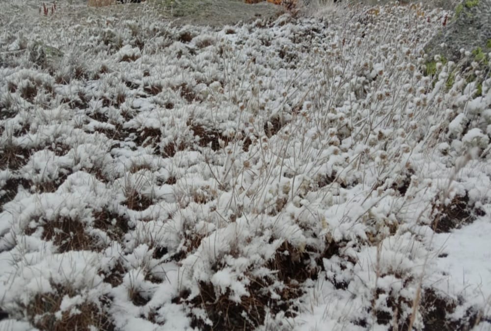 Uttarakhand Weather Forecast Today: Season First Snowfall Beautiful Photos