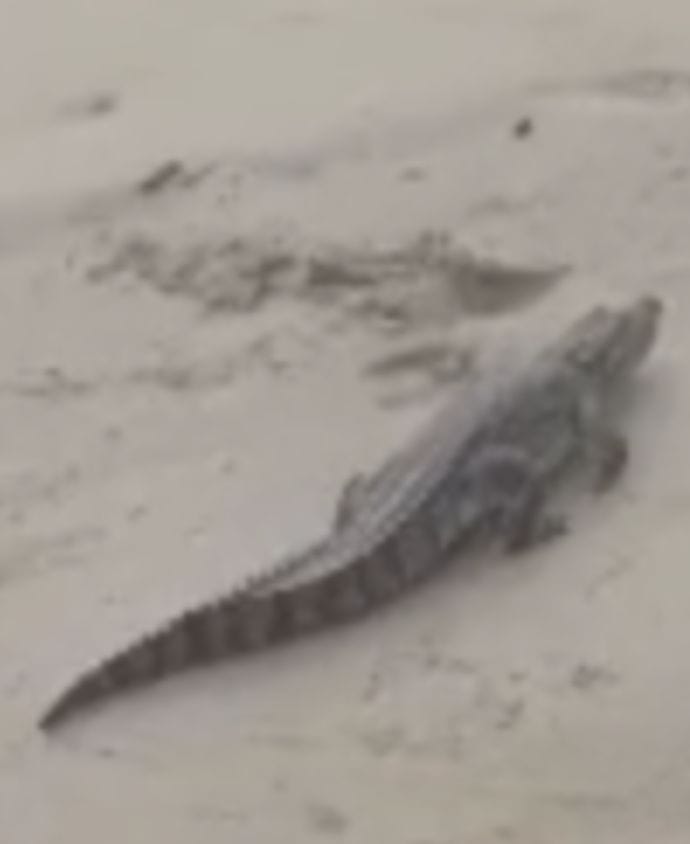 crocodile enter in farmer's house