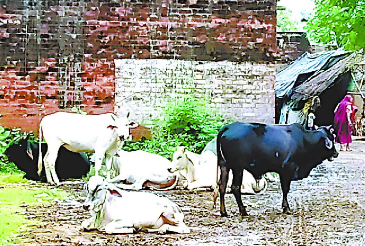 Villagers locked abandoned animals in school, children imprisoned in classes in sambhal up