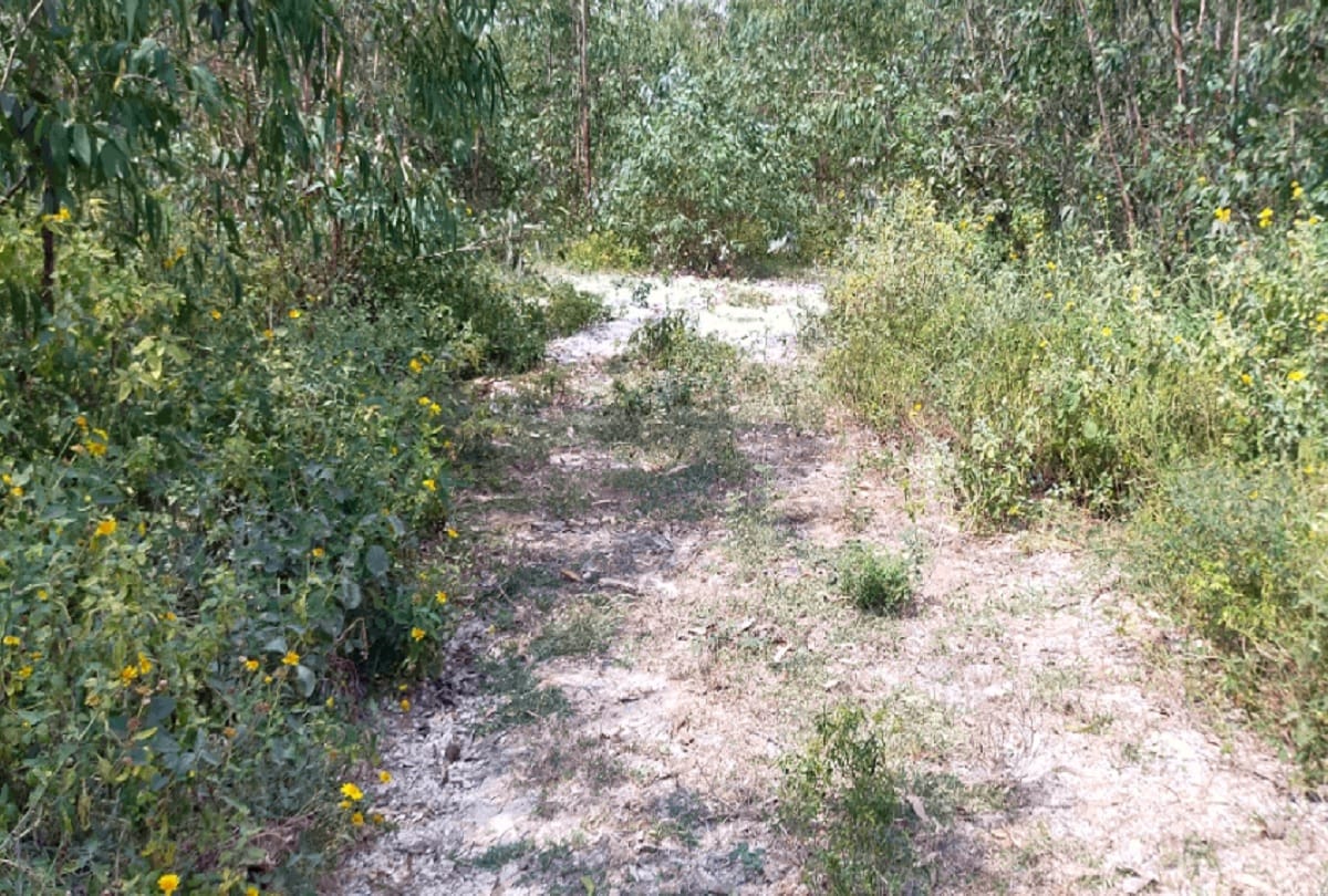 Aravali Zone forest getting damage due to chemical wastes disposing off
