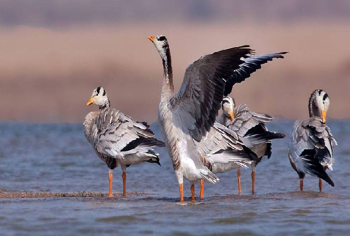 Chambal Sanctuary Tourism Destinations For Birds