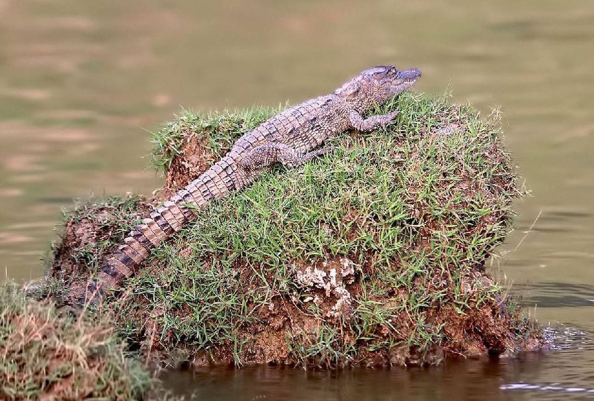 Chambal Sanctuary Tourism Destinations For Birds