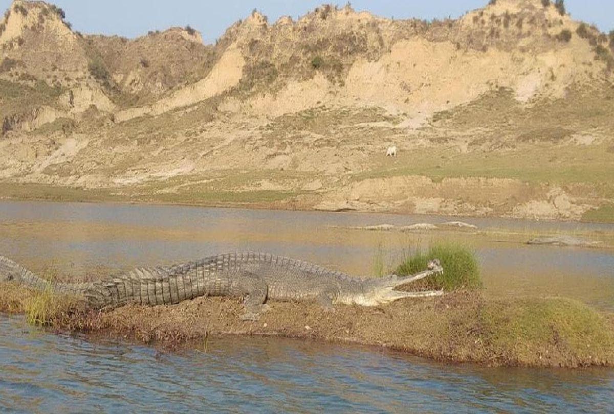 Chambal Sanctuary Tourism Destinations For Birds