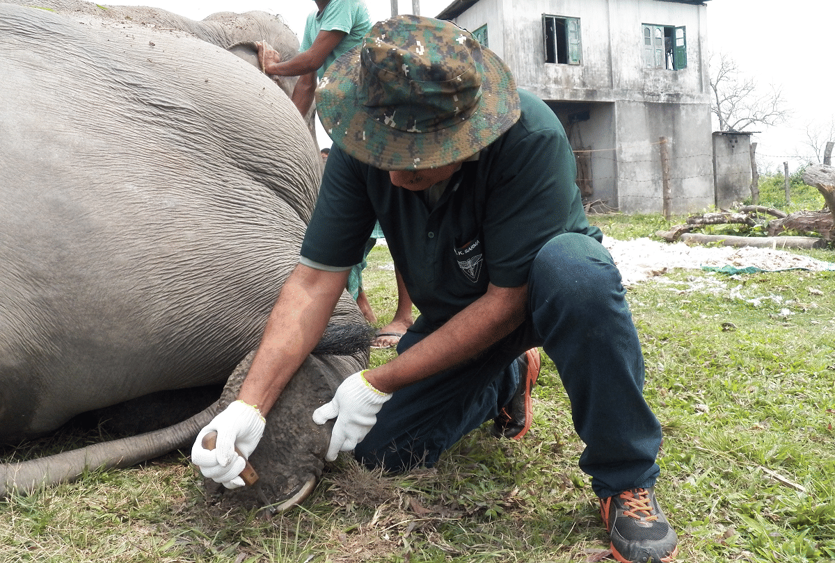 tribute to the elephant man of asia Dr. Kushal Konwar who treats elephants by walking in the jungles
