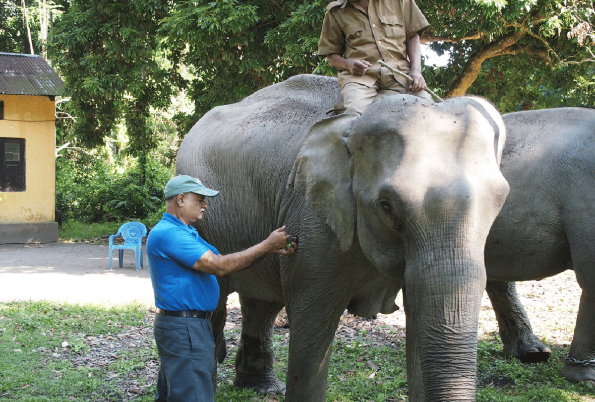 Rescued Elephant Arya Came In Churmura