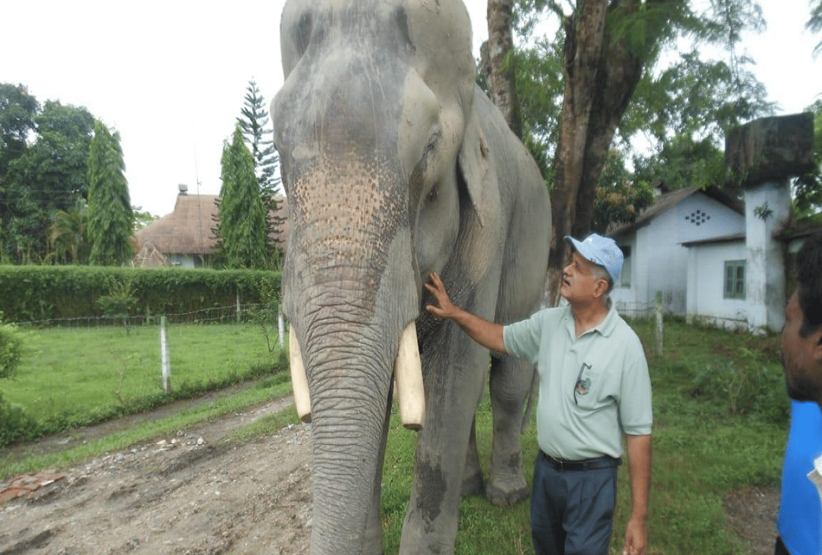 tribute to the elephant man of asia Dr. Kushal Konwar who treats elephants by walking in the jungles