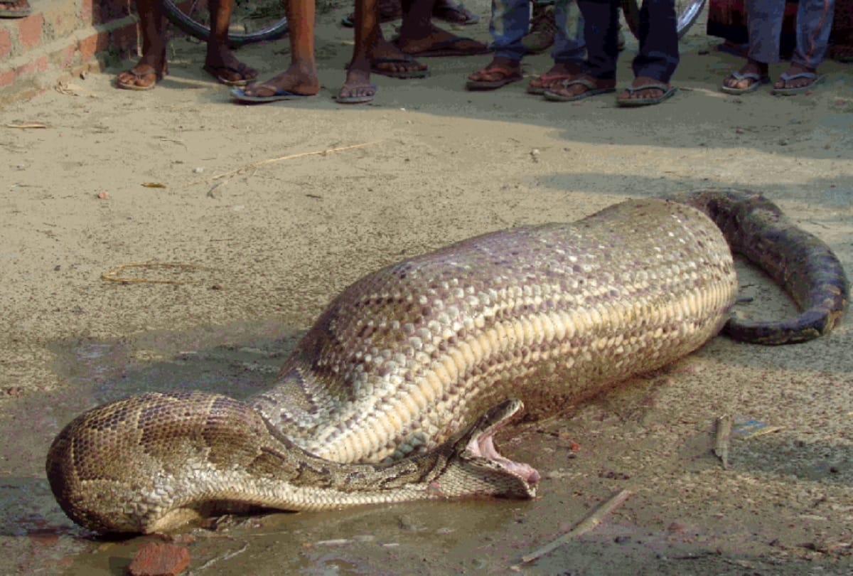 python swallowed animal reached in residential area forest department realsed him in safe area