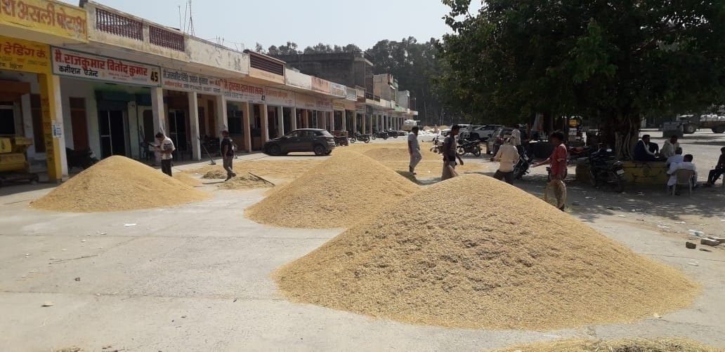 Four agencies will buy paddy in 14 grain markets