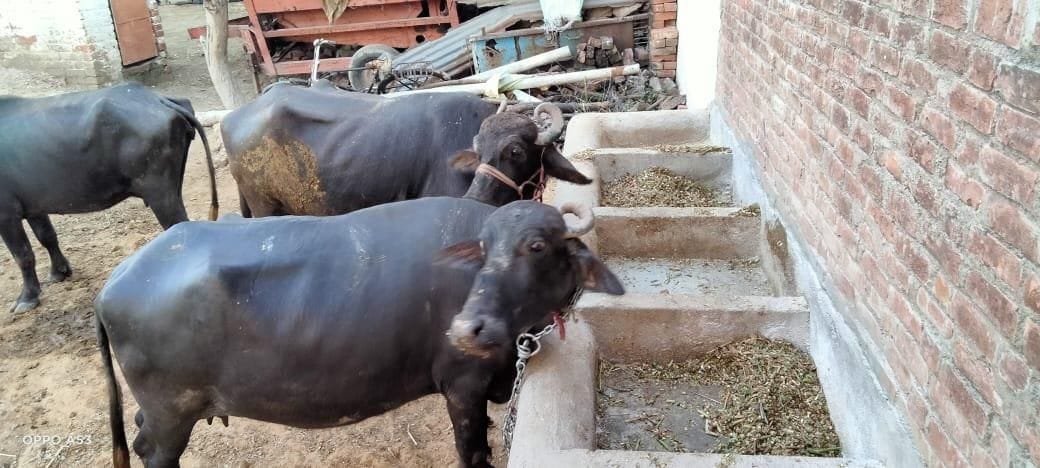 lokadaun ne bigaade doodh ke ret, pashupaalak pareshaan