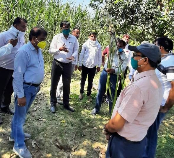 Red rot disease in sugarcane, farmers worried