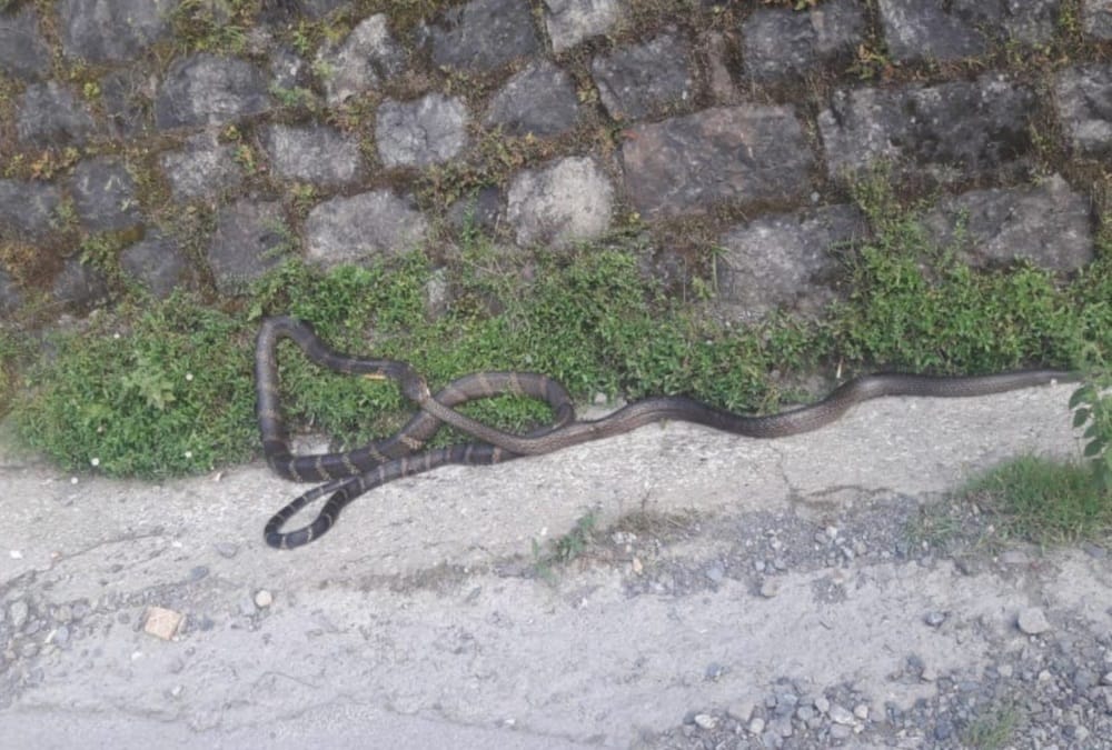 king cobra swallow rat snake in nainital, Video viral, see photos