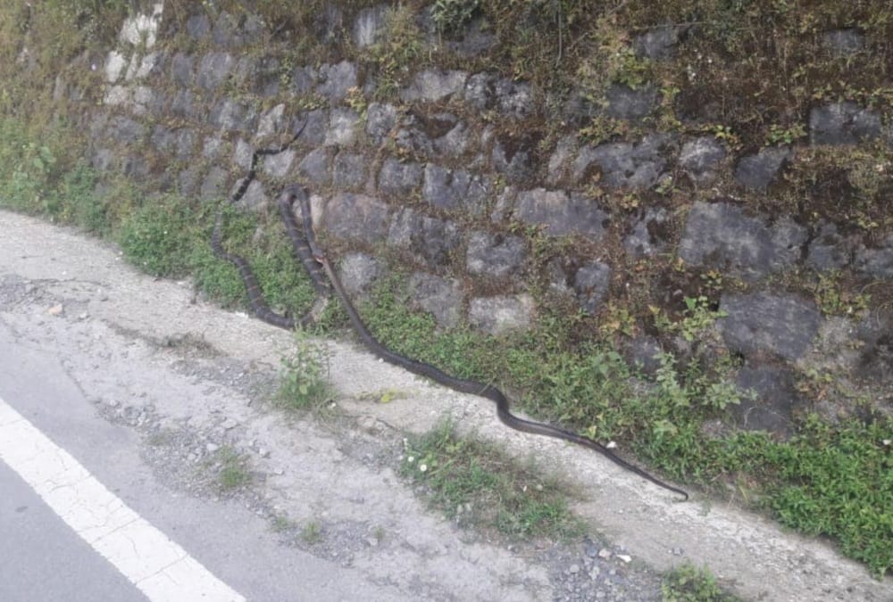king cobra swallow rat snake in nainital, Video viral, see photos