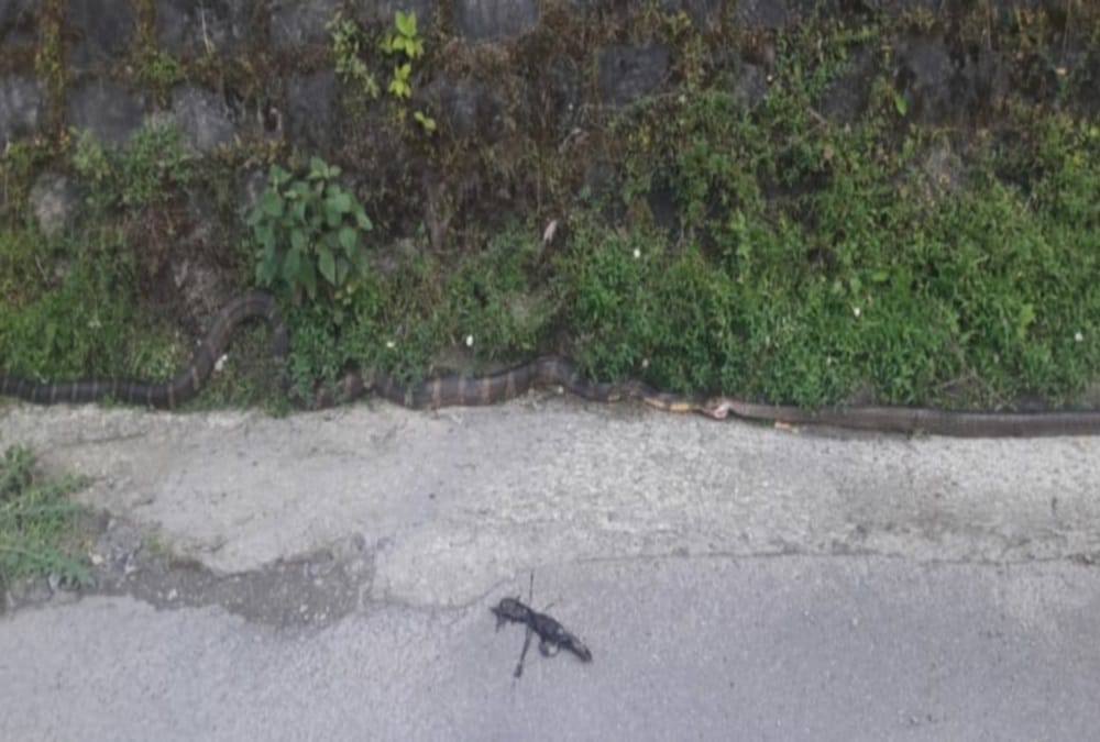 king cobra swallow rat snake in nainital, Video viral, see photos