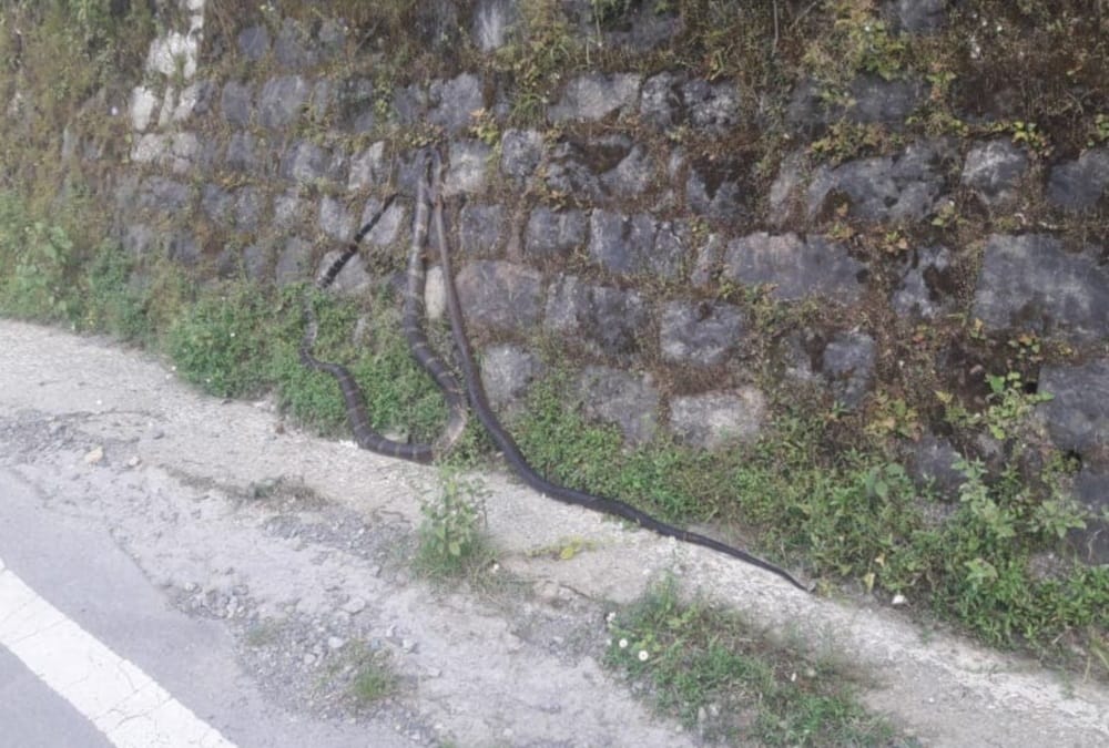 king cobra swallow rat snake in nainital, Video viral, see photos