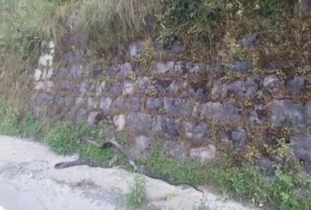 king cobra swallow rat snake in nainital, Video viral, see photos
