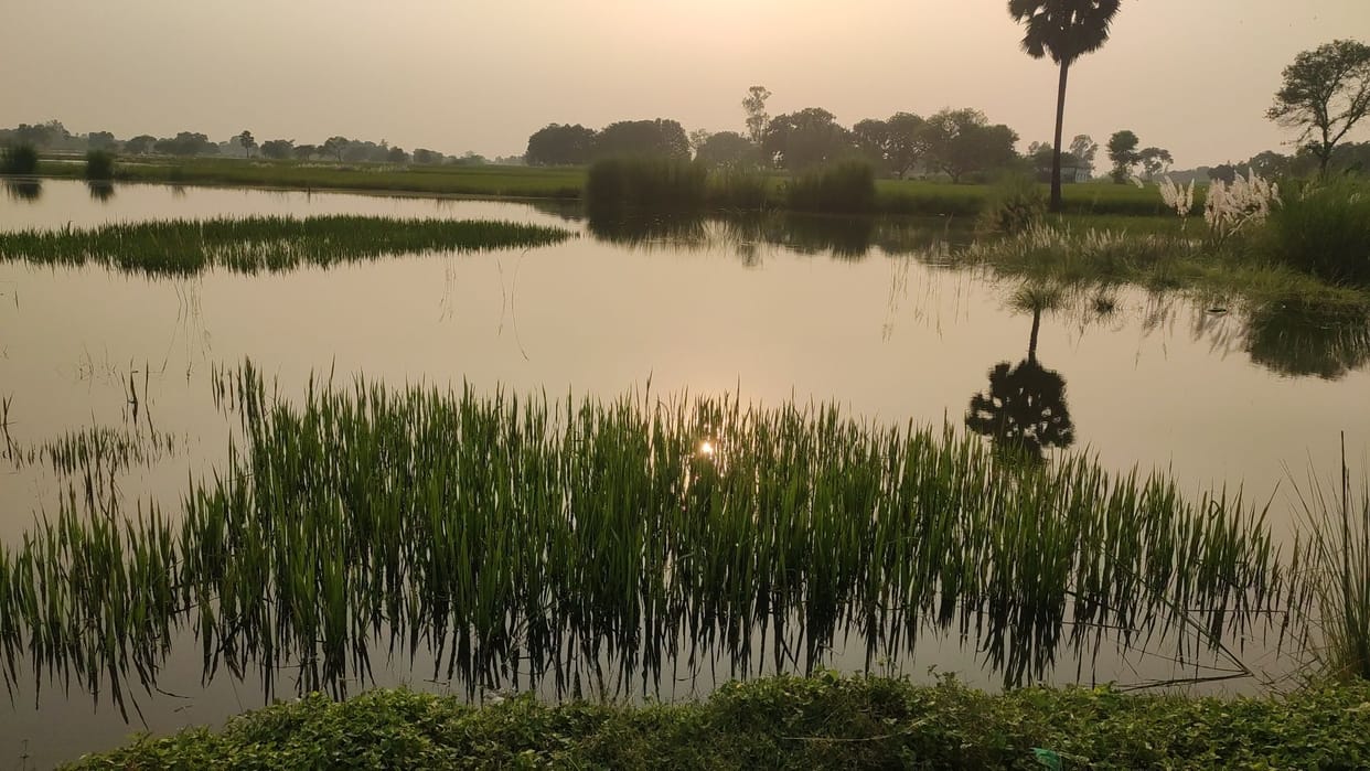 Hundreds of acres of crops in dozens of villages were submerged by the boom in Bhaisahi