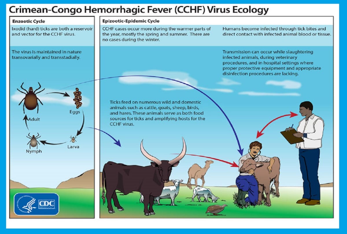 congo fever cause symptoms prevention and treatment, Know all about Crimean-Congo hemorrhagic fever CCHF alert