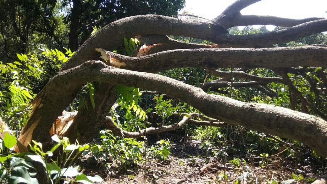 Elephants break into the population, break trees, create havoc