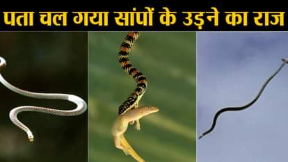 scientific reasons for flying snake
