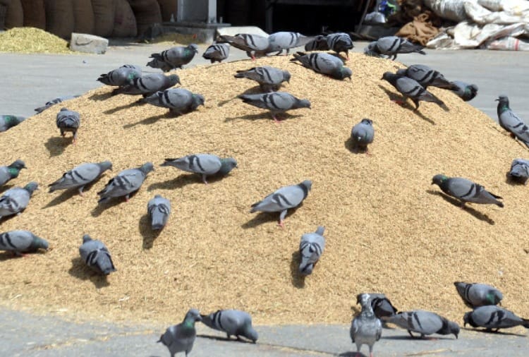 Conspiracy to confuse farmers through viral Message in Haryana