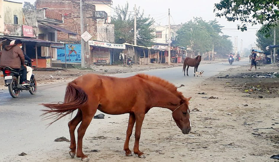 horse attacked on man