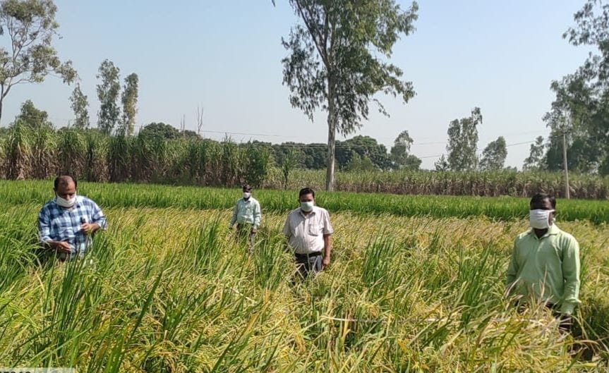 Paddy crop was cut in Ratanpuri