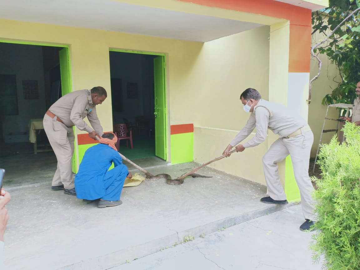 python found in school