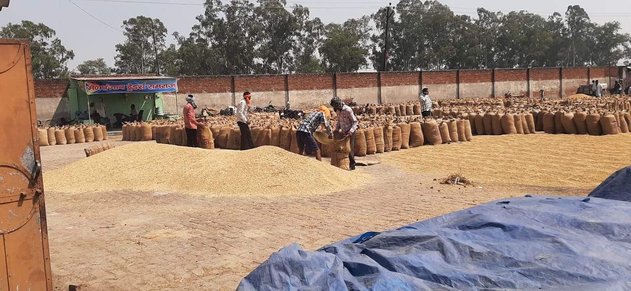 Basmati being sold in Muzaffarnagar due to heavy paddy prices