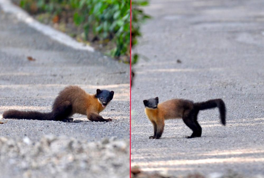 Rare danger Animal Yellow Throated Marten seen in ramnagar uttarakhand, Photos