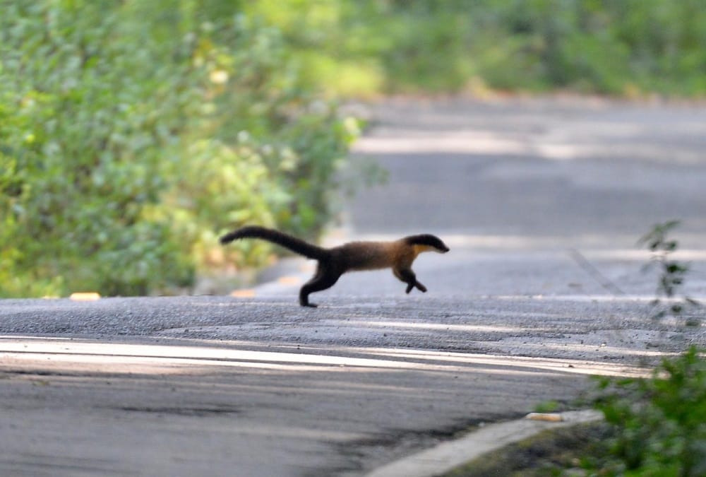 Rare danger Animal Yellow Throated Marten seen in ramnagar uttarakhand, Photos
